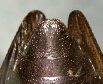 Media type: image;   Entomology 2699 Aspect: anal sclerite